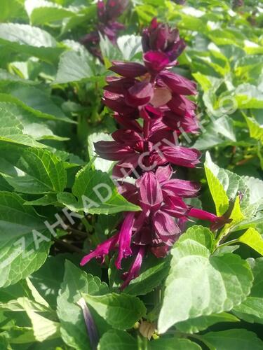 Šalvěj zářivá 'Gigantimo Purple' - Salvia splendens 'Gigantimo Purple'