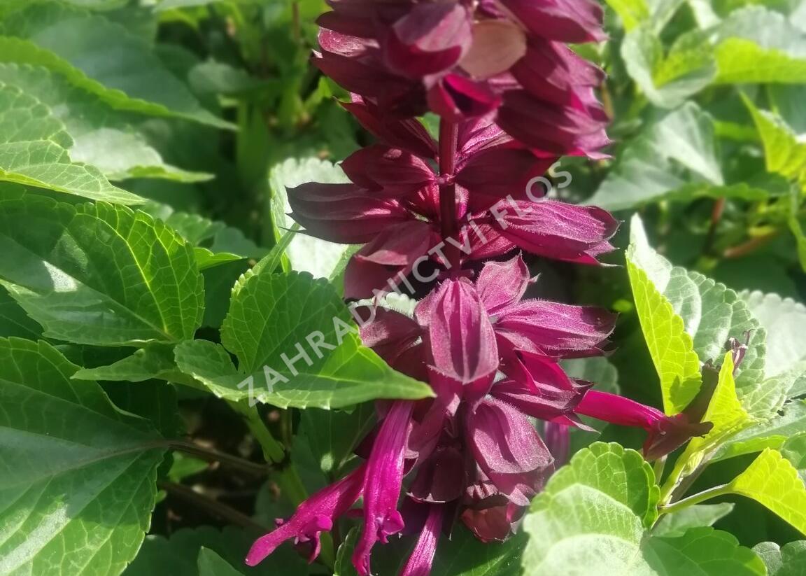Šalvěj zářivá 'Gigantimo Purple' - Salvia splendens 'Gigantimo Purple'
