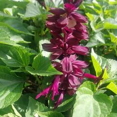 Šalvěj zářivá 'Gigantimo Purple' - Salvia splendens 'Gigantimo Purple'