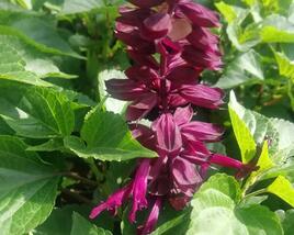 Šalvěj zářivá 'Gigantimo Purple'