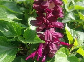 Šalvěj zářivá 'Gigantimo Purple' - Salvia splendens 'Gigantimo Purple'