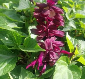Šalvěj zářivá 'Gigantimo Purple' - Salvia splendens 'Gigantimo Purple'