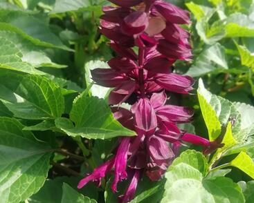 Šalvěj zářivá 'Gigantimo Purple'