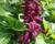 Šalvěj zářivá 'Gigantimo Purple'