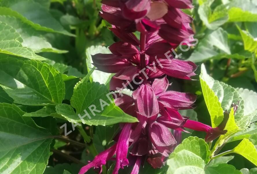Šalvěj zářivá 'Gigantimo Purple' - Salvia splendens 'Gigantimo Purple'