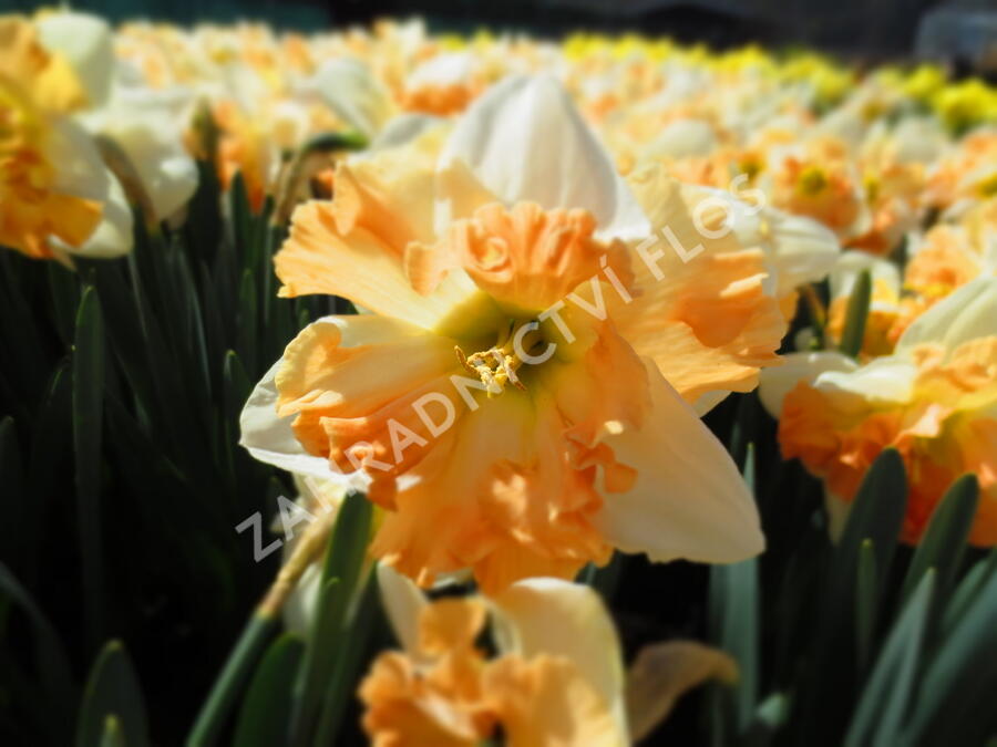 Narcis 'Apple Pie' - Narcissus 'Apple Pie'