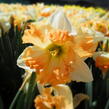 Narcis 'Apple Pie' - Narcissus 'Apple Pie'