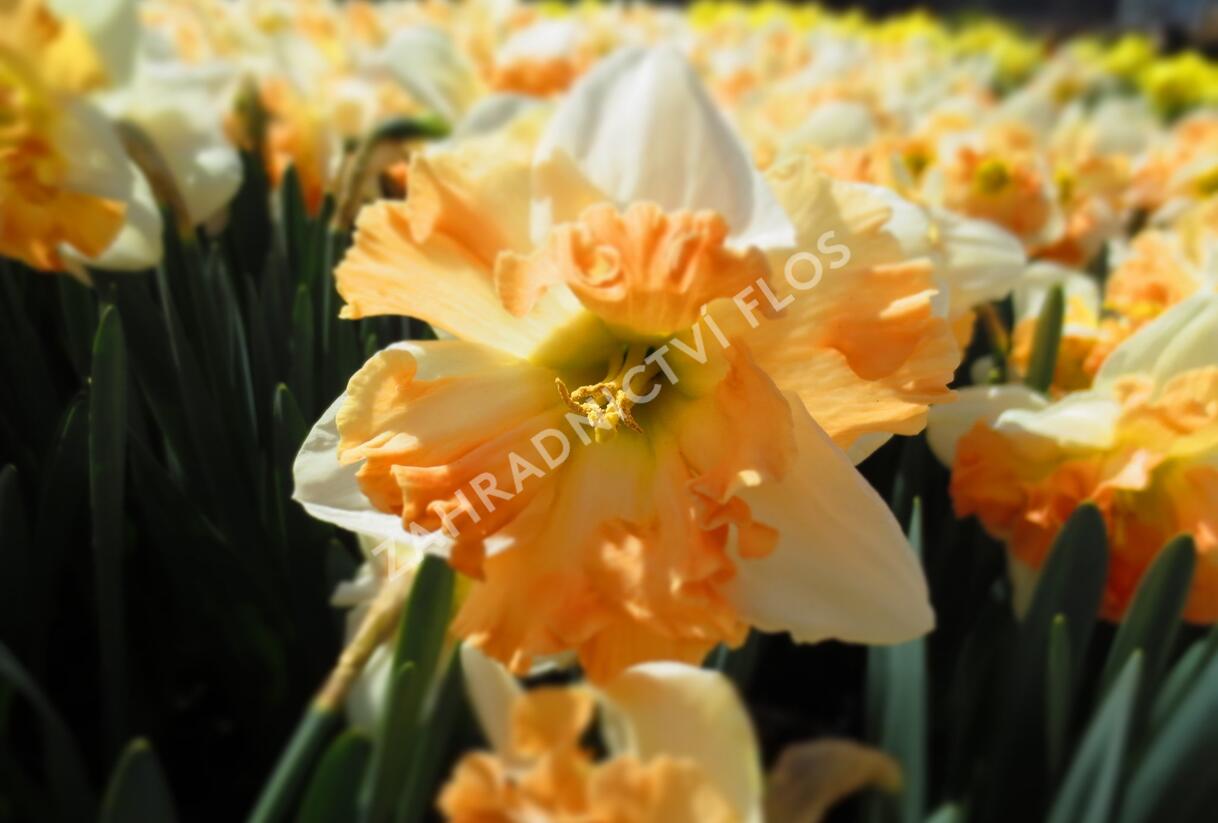 Narcis 'Apple Pie' - Narcissus 'Apple Pie'