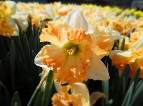 Narcis 'Apple Pie' - Narcissus 'Apple Pie'