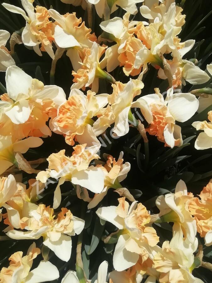 Narcis 'Apple Pie' - Narcissus 'Apple Pie'