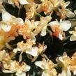 Narcis 'Apple Pie' - Narcissus 'Apple Pie'