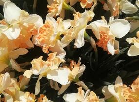 Narcis 'Apple Pie' - Narcissus 'Apple Pie'