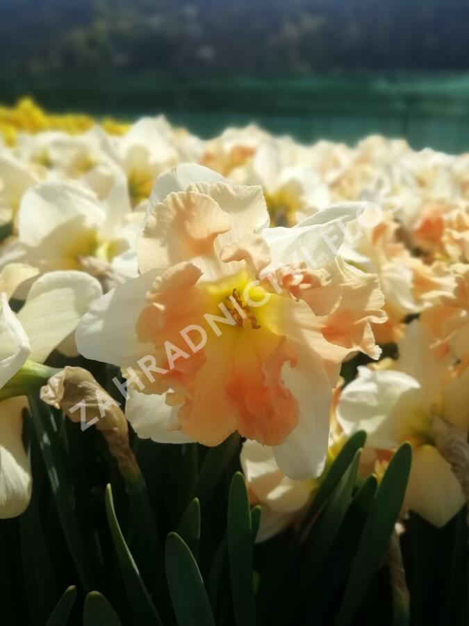 Narcis 'Apple Pie' - Narcissus 'Apple Pie'