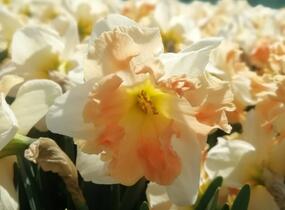 Narcis 'Apple Pie' - Narcissus 'Apple Pie'