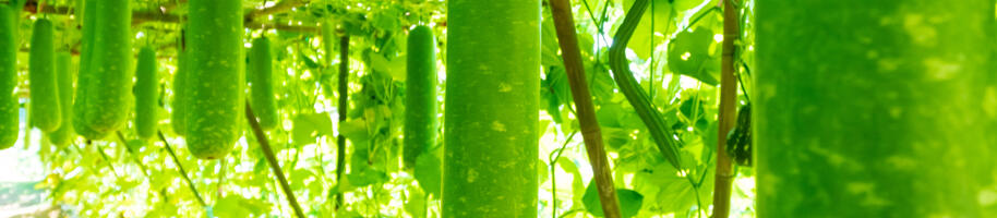 lagenárie pěstování na pergole