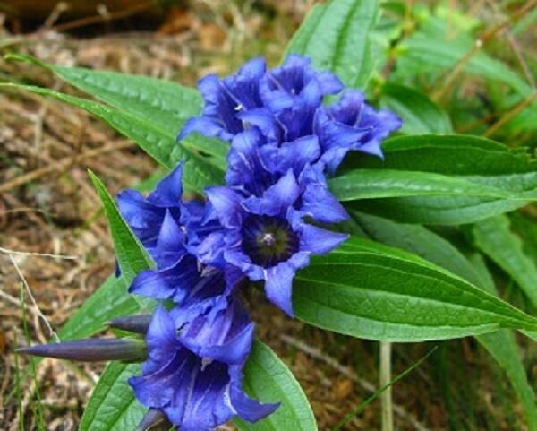 Hořec lékařský - Gentiana officinalis