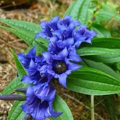 Hořec lékařský - Gentiana officinalis