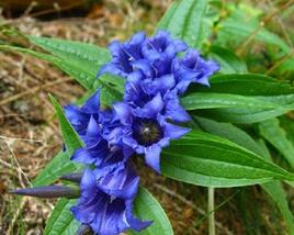Hořec lékařský