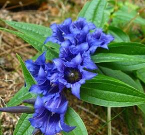 Hořec lékařský - Gentiana officinalis