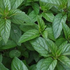 Máta peprná 'English Peppermint' - Mentha piperita 'English Peppermint'