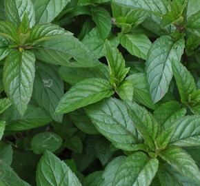 Máta peprná 'English Peppermint' - Mentha piperita 'English Peppermint'