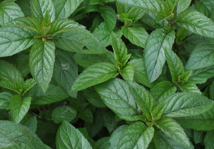 Máta peprná 'English Peppermint' - Mentha piperita 'English Peppermint'