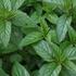 mata-peprna-english-peppermint.jpg