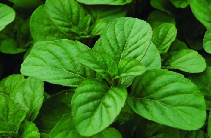 Máta jemná anglická 'Orange Mint' - Mentha piperita 'Orange Mint'