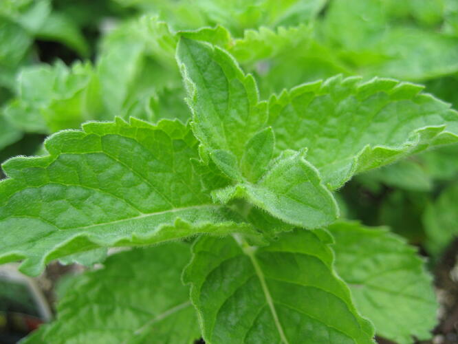 Máta peprná 'Grapefruit Mint' - Mentha piperita 'Grapefruit Mint'