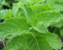 Máta peprná 'Grapefruit Mint'