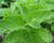 Máta peprná 'Grapefruit Mint'