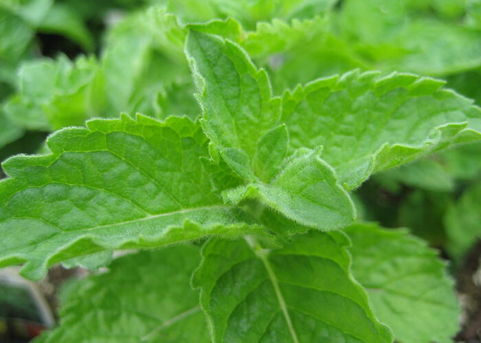 Máta jemná anglická 'Grapefruit Mint' - Mentha piperita 'Grapefruit Mint'