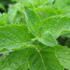 mata-jemna-anglicka-grapefruit-mint.jpg