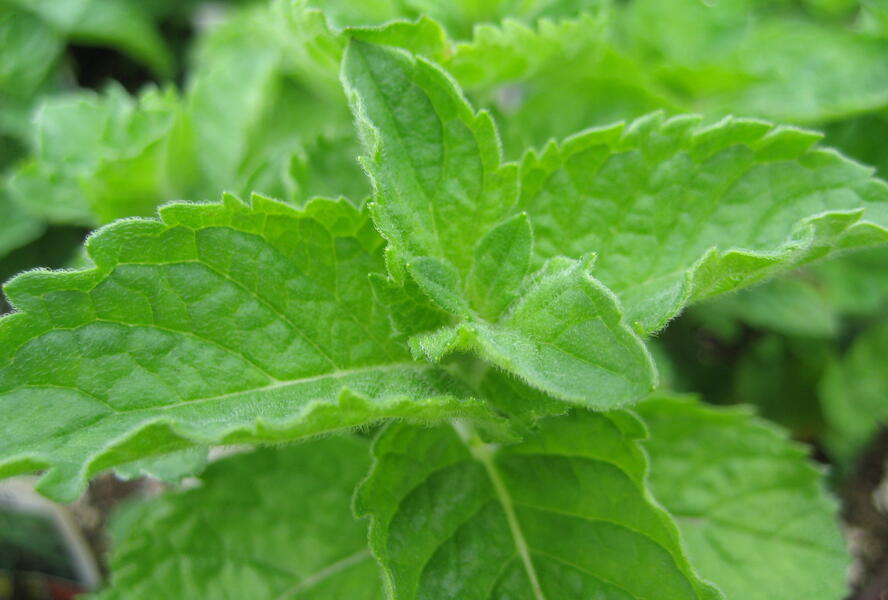 Máta peprná 'Grapefruit Mint' - Mentha piperita 'Grapefruit Mint'