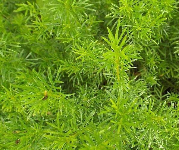 Aksamitník, nepravá lékořice 'Irish Lace' - Tagetes filifolia 'Irish Lace'