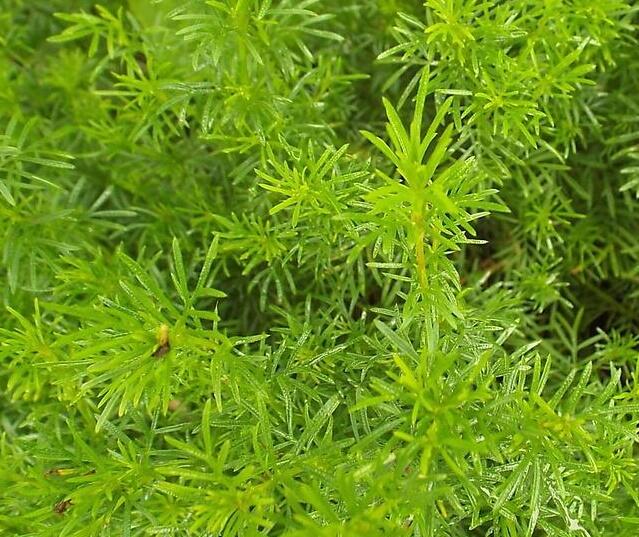 Aksamitník, nepravá lékořice 'Irish Lace' - Tagetes filifolia 'Irish Lace'