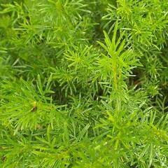 Aksamitník, nepravá lékořice 'Irish Lace' - Tagetes filifolia 'Irish Lace'
