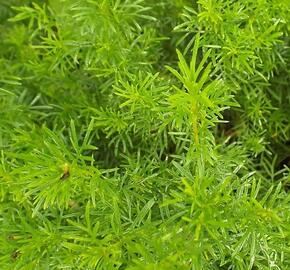 Aksamitník, nepravá lékořice 'Irish Lace' - Tagetes filifolia 'Irish Lace'
