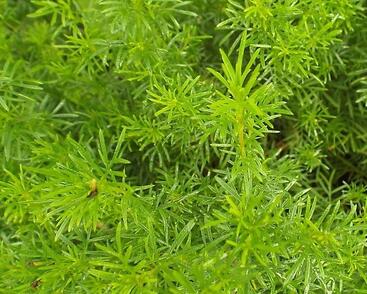 Aksamitník, nepravá lékořice 'Irish Lace'