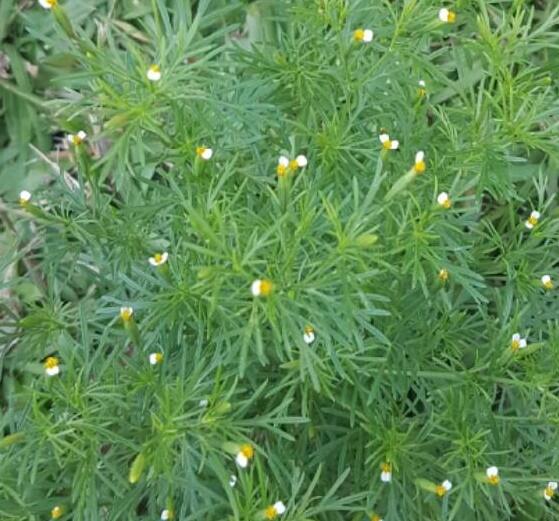 Aksamitník, nepravá lékořice 'Irish Lace' - Tagetes filifolia 'Irish Lace'