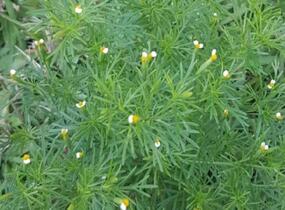 Aksamitník, nepravá lékořice 'Irish Lace' - Tagetes filifolia 'Irish Lace'