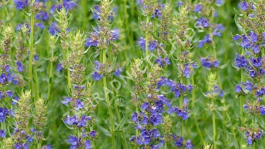 Yzop lékařský 'Blues' - Hyssopus officinalis 'Blues'
