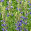 Yzop lékařský 'Blues' - Hyssopus officinalis 'Blues'