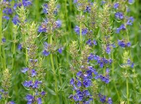 Yzop lékařský 'Blues' - Hyssopus officinalis 'Blues'