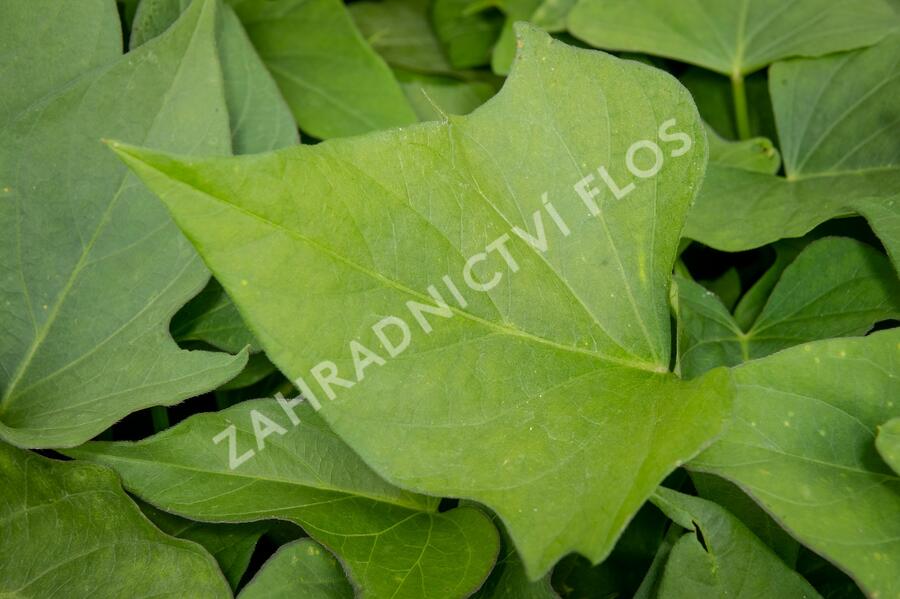 Povíjnice batátová 'Erato White' - Ipomoea batatas 'Erato White'
