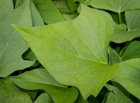 Povíjnice batátová 'Erato White' - Ipomoea batatas 'Erato White'