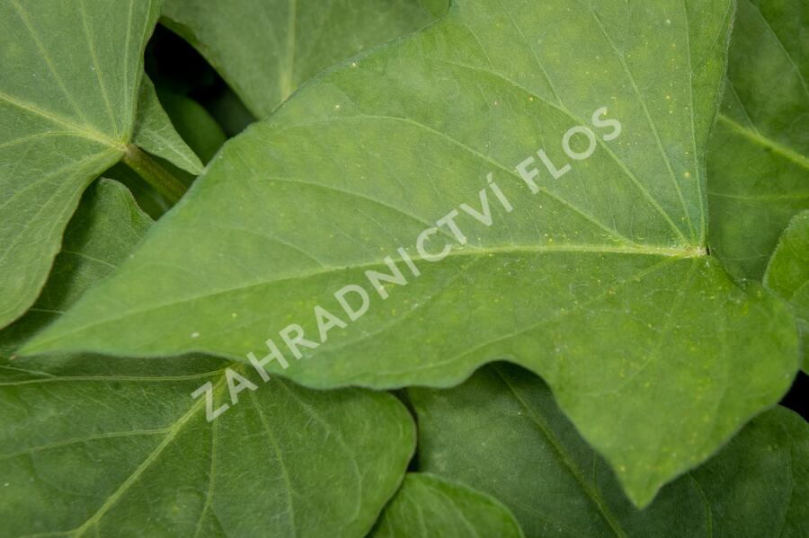 Povíjnice batátová 'Erato White' - Ipomoea batatas 'Erato White'