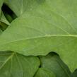 Povíjnice batátová 'Erato White' - Ipomoea batatas 'Erato White'