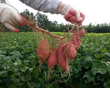 Povíjnice batátová 'Erato White'