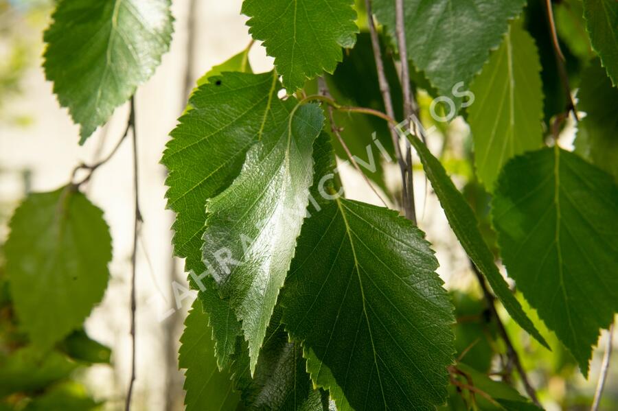 Bříza himalájská 'Pendula' - Betula utilis 'Pendula'